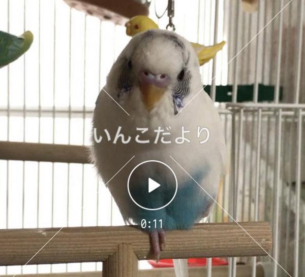 迷い鳥の写真