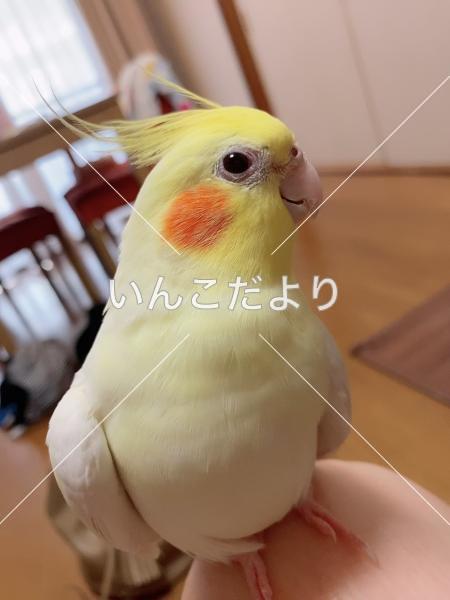 迷い鳥の写真