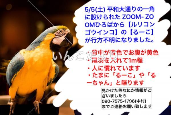 迷い鳥の写真