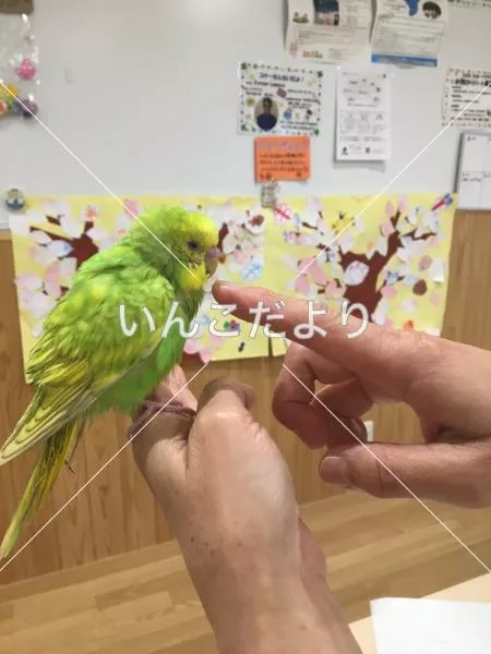 保護鳥の写真