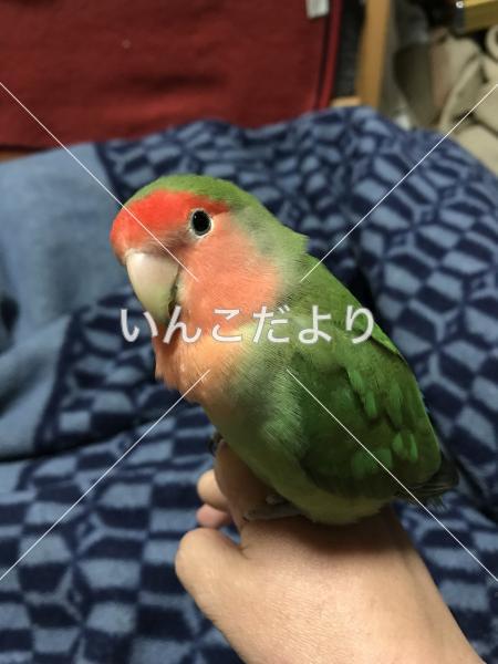 迷い鳥の写真