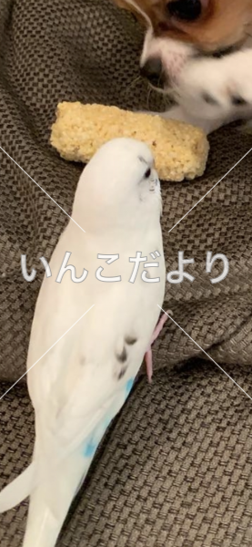 迷い鳥の写真