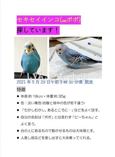迷い鳥の写真