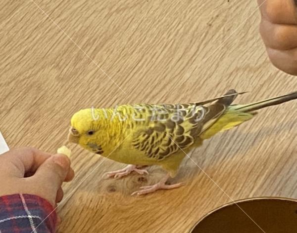 迷い鳥の写真