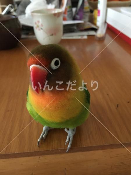迷い鳥の写真