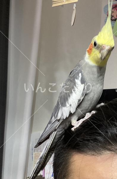 迷い鳥の写真