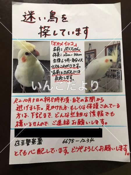 迷い鳥の写真