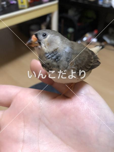 迷い鳥の写真