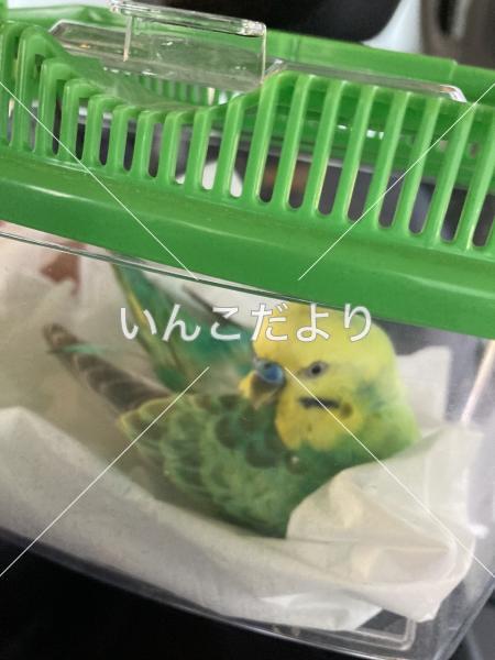 保護鳥の写真