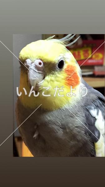 迷い鳥の写真