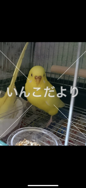 迷い鳥の写真