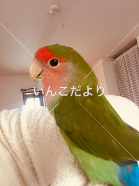 迷い鳥の写真