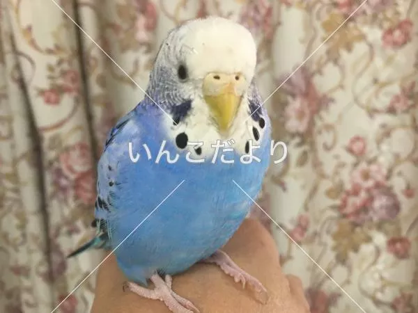 保護鳥の写真