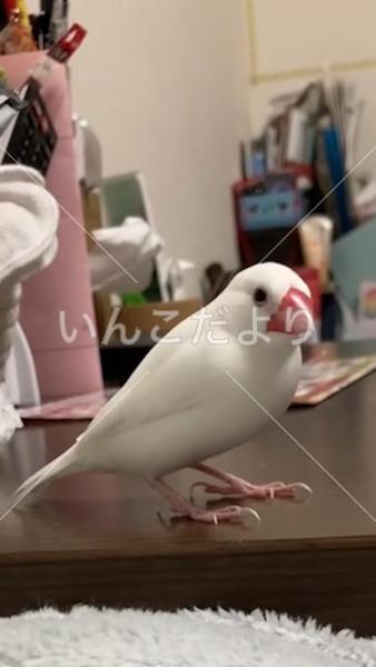 迷い鳥の写真