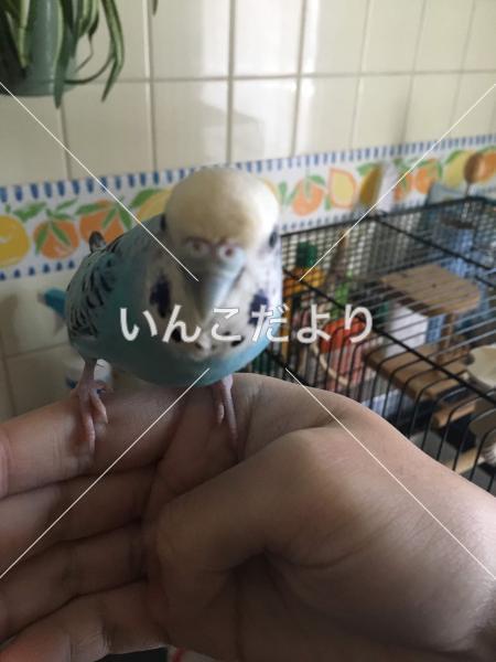 迷い鳥の写真