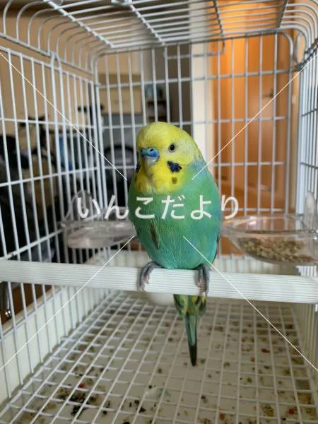 保護鳥の写真
