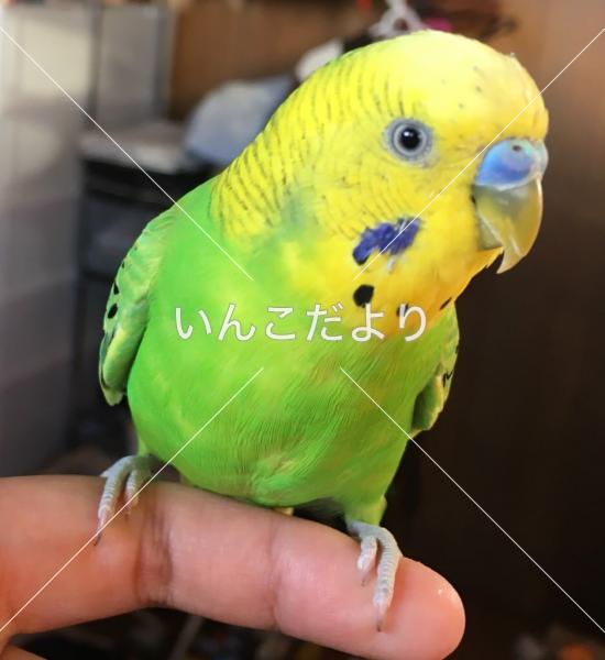 迷い鳥の写真