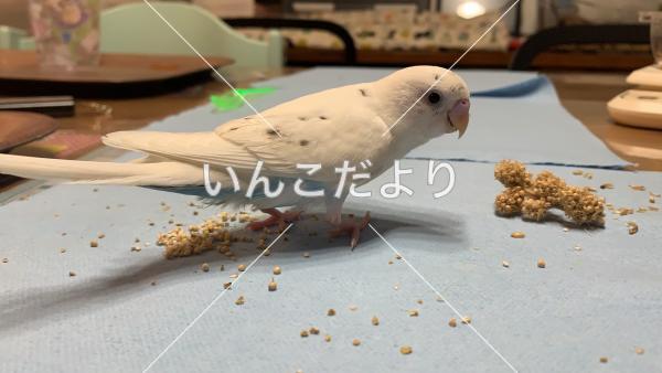 迷い鳥の写真