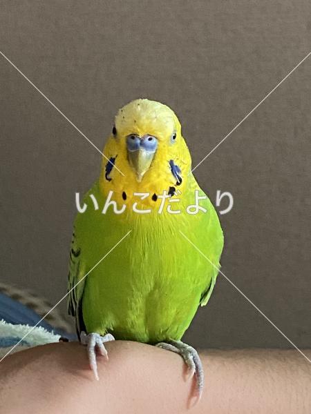 迷い鳥の写真