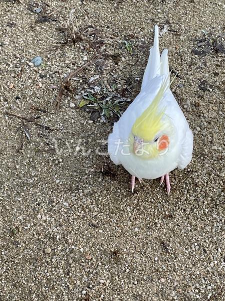保護鳥の写真