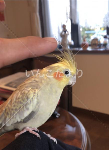 迷い鳥の写真
