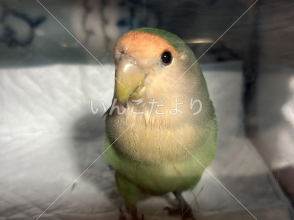 保護鳥の写真