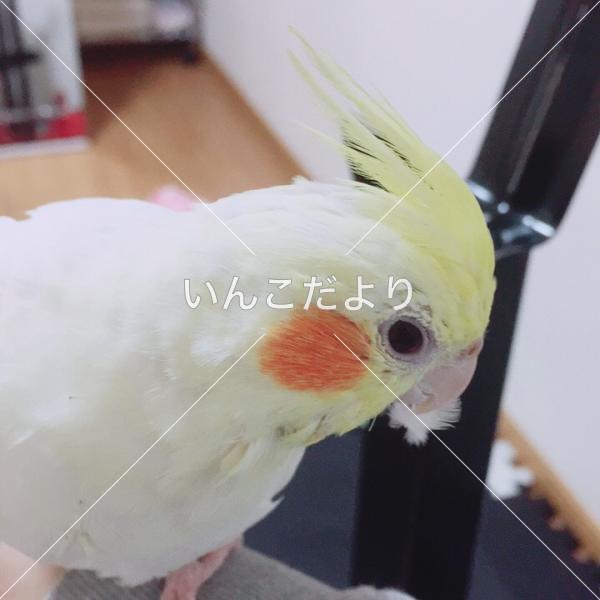 迷い鳥の写真
