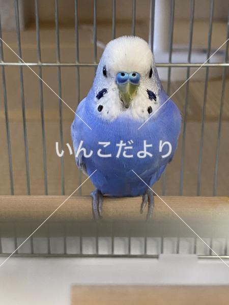 保護鳥の写真