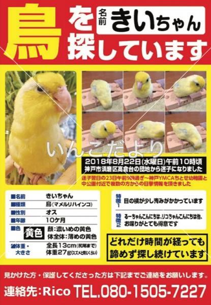 迷い鳥の写真