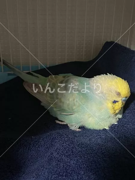 保護鳥の写真