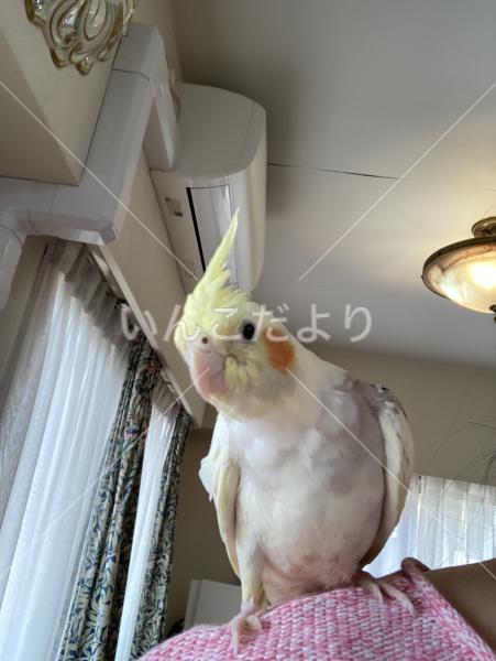 迷い鳥の写真