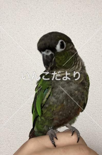 迷い鳥の写真