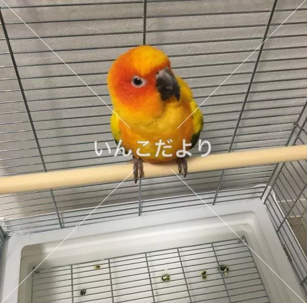保護鳥の写真
