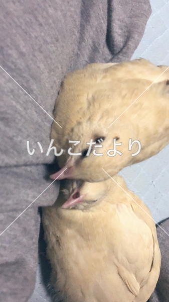 迷い鳥の写真