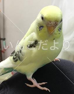 迷い鳥の写真