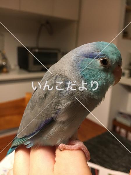 迷い鳥の写真