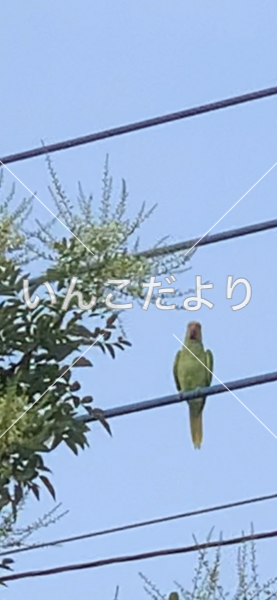 保護鳥の写真