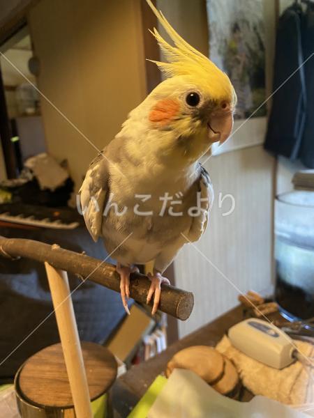 迷い鳥の写真