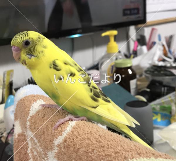 迷い鳥の写真