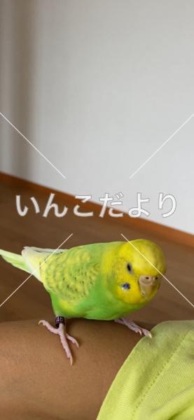 迷い鳥の写真