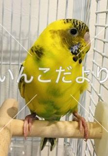 保護鳥の写真