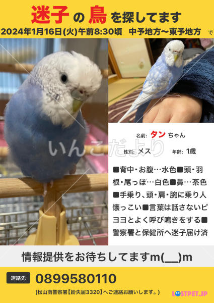 迷い鳥の写真