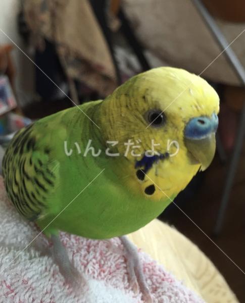 迷い鳥の写真