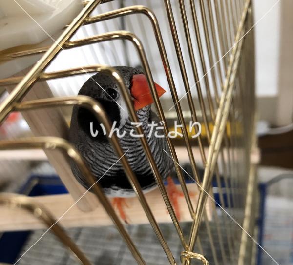 保護鳥の写真