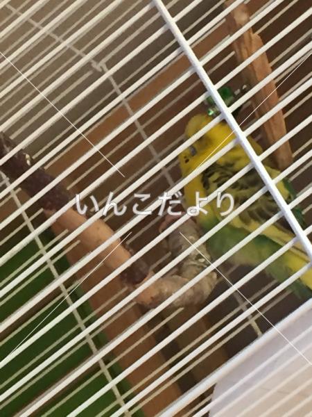 迷い鳥の写真