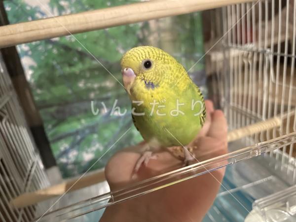 迷い鳥の写真