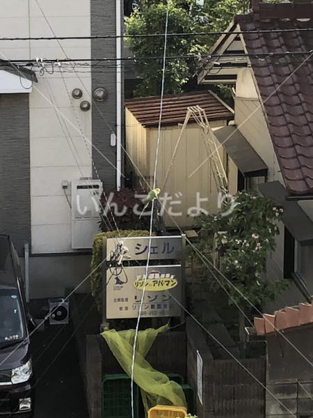 保護鳥の写真