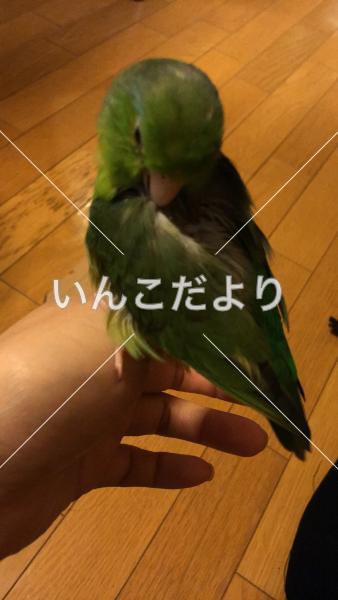 迷い鳥の写真