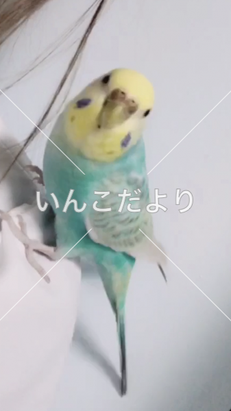 迷い鳥の写真