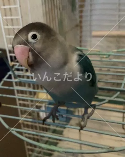 保護鳥の写真